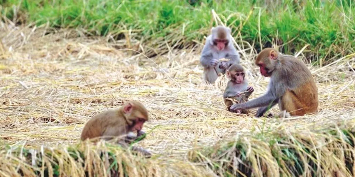 बाली जोगाउन  ‘बाँदर बगैँचा’ !